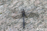 Azure Hawker (Aeshna caerulea)