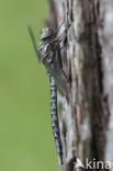 Azure Hawker (Aeshna caerulea)