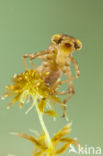 Azure Hawker (Aeshna caerulea)