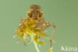 Azuurglazenmaker (Aeshna caerulea)