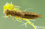 Azuurglazenmaker (Aeshna caerulea)