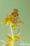 Azure Hawker (Aeshna caerulea)