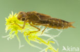 Azure Hawker (Aeshna caerulea)