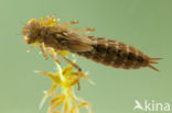 Azure Hawker (Aeshna caerulea)