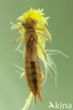 Azuurglazenmaker (Aeshna caerulea)