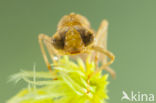 Azuurglazenmaker (Aeshna caerulea)