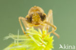 Azuurglazenmaker (Aeshna caerulea)