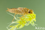 Azure Hawker (Aeshna caerulea)