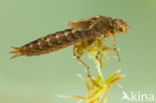 Azuurglazenmaker (Aeshna caerulea)