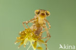 Azure Hawker (Aeshna caerulea)