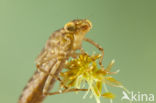 Azuurglazenmaker (Aeshna caerulea)