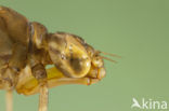 Azure Hawker (Aeshna caerulea)