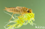 Azure Hawker (Aeshna caerulea)