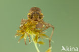 Azure Hawker (Aeshna caerulea)