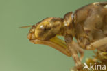 Azuurglazenmaker (Aeshna caerulea)