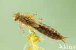 Azuurglazenmaker (Aeshna caerulea)