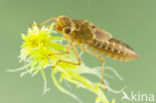 Azuurglazenmaker (Aeshna caerulea)