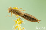 Azuurglazenmaker (Aeshna caerulea)