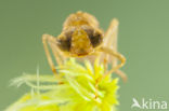 Azuurglazenmaker (Aeshna caerulea)