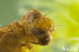 Azuurglazenmaker (Aeshna caerulea)