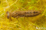 Azure Hawker (Aeshna caerulea)