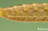 Azuurglazenmaker (Aeshna caerulea)