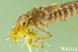 Azure Hawker (Aeshna caerulea)