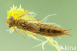 Azuurglazenmaker (Aeshna caerulea)