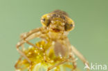 Azuurglazenmaker (Aeshna caerulea)