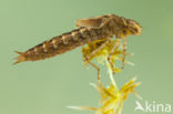 Azuurglazenmaker (Aeshna caerulea)