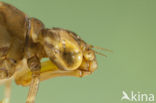 Azure Hawker (Aeshna caerulea)