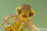 Azuurglazenmaker (Aeshna caerulea)