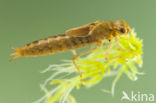 Azuurglazenmaker (Aeshna caerulea)