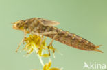 Azuurglazenmaker (Aeshna caerulea)