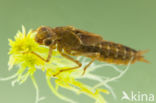Azure Hawker (Aeshna caerulea)