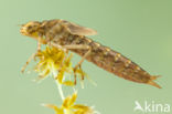 Azuurglazenmaker (Aeshna caerulea)