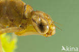 Azure Hawker (Aeshna caerulea)