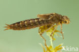 Azure Hawker (Aeshna caerulea)
