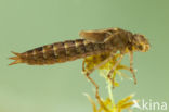 Azuurglazenmaker (Aeshna caerulea)