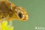 Azure Hawker (Aeshna caerulea)