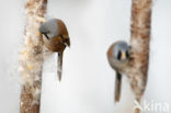 Bearded Reedling (Panurus biarmicus)