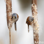 Bearded Reedling (Panurus biarmicus)