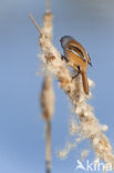 Bearded Reedling (Panurus biarmicus)