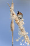 Bearded Reedling (Panurus biarmicus)