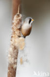 Bearded Reedling (Panurus biarmicus)