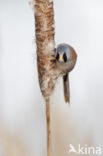 Bearded Reedling (Panurus biarmicus)