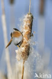 Bearded Reedling (Panurus biarmicus)