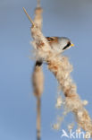 Bearded Reedling (Panurus biarmicus)