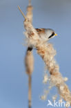 Bearded Reedling (Panurus biarmicus)