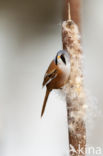 Bearded Reedling (Panurus biarmicus)